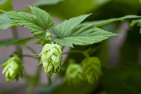 Cones de lúpulo verdes pendurados na planta, com folhas ao redor