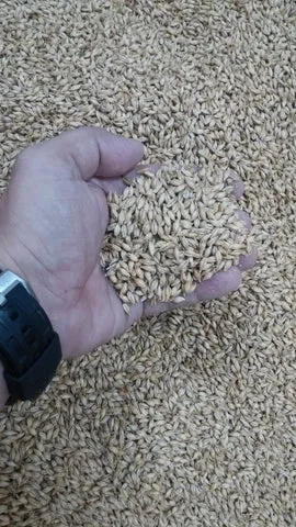Mão aberta segurando grãos de malte de cevada sobre uma grande quantidade do mesmo grão