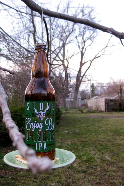 Garrafa de cerveja Stone IPA pendurada de cabeça para baixo em um galho, com prato servindo de comedouro de pássaros