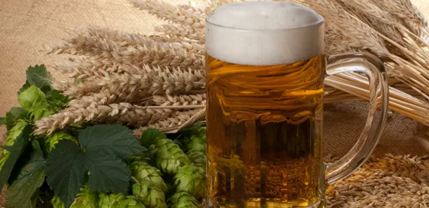 Caneca de cerveja loira com espuma entre lúpulo fresco e espigas de cevada