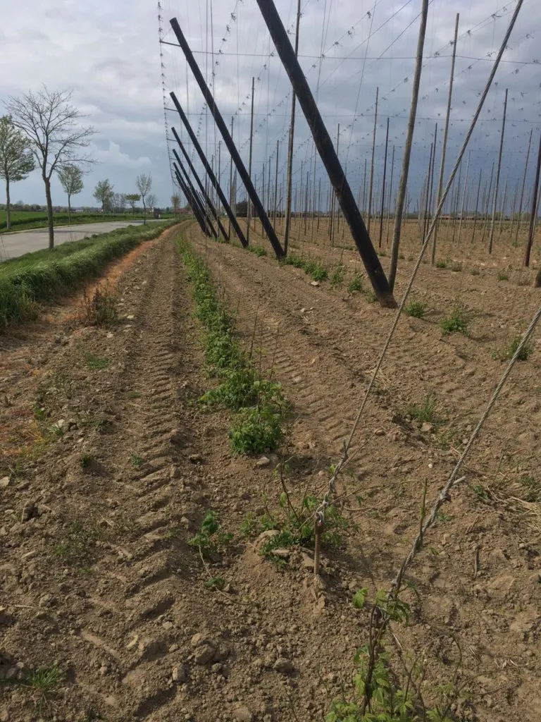 Campo de lúpulo com fileiras de postes altos e cabos de sustentação em solo de terra