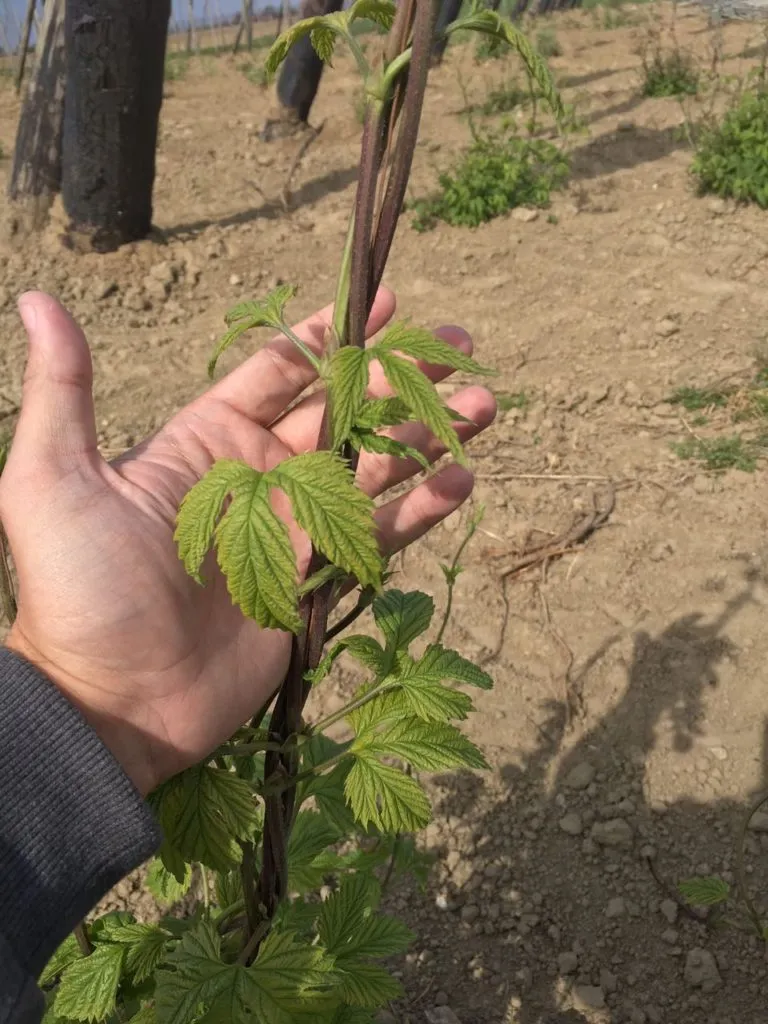 Mão segurando broto de lúpulo com folhas verdes em campo de cultivo